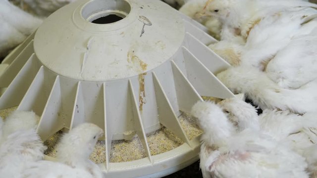 White broiler chicken at the poultry farm