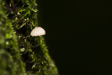 A small white mushroom coming out from the moss of a tree