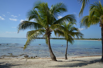 Stunning palm trees on a tropical Caribbean beach white and blue water. Playa del Carmen in Riviera Maya, Yucatan Peninsula, Mexico.