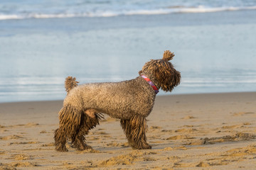 A dog with dreadlocks plays with a stick on the beach