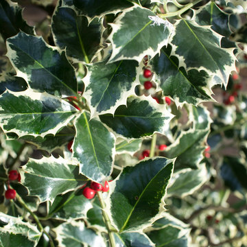 Close up image of leaves and berries of a holly bush. Perfect for background use