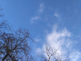 tree in the sky