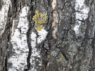 Macro Close up view of Birch bark for background texture. wooden birch bark pattern. Wood gray wallpaper