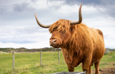 Scottish Highland Cow Bull in Grassy Meadow with Mountains in the Background