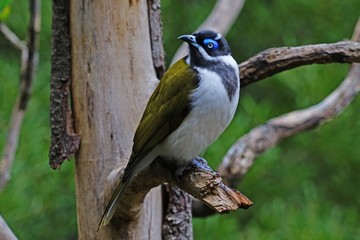View of a blue-faced honeyeater bird (Entomyzon cyanotis), also known bananabird,