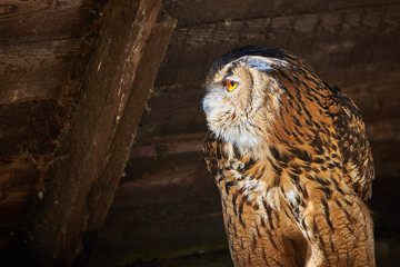 Closeup of a Eurasian Eagle-Owl (Bubo bubo)