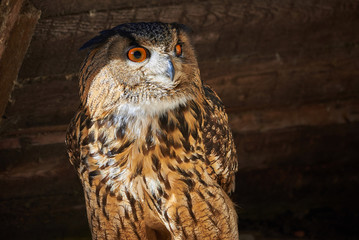 Closeup of a Eurasian Eagle-Owl (Bubo bubo)