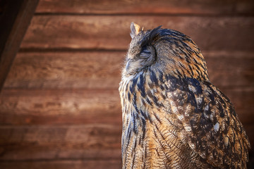 Closeup of a Eurasian Eagle-Owl (Bubo bubo)