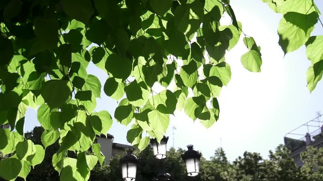Arboles de parque y ciudad con hojas en movimiento entre rayos de sol HD