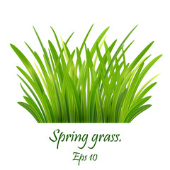 spring grass,Lawn. Green Grass Isolated on white background, tuft of grass, fresh spring grass, panoramic view Eps 10