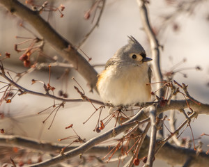 Tufted titmouse perched in tree with red berries in winter