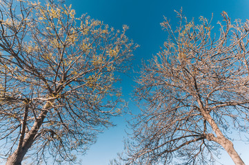 Beautiful leafless trees under a blue sky