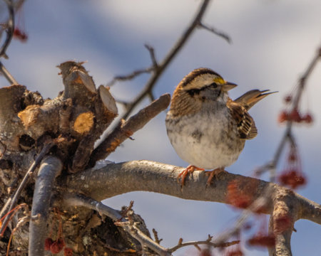 White Throated Sparrows Perched In Tree With Red Berries In Winter