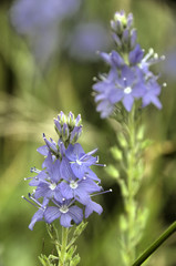 Speedwell (Veronica sp.) flowering in Tuscan meadow