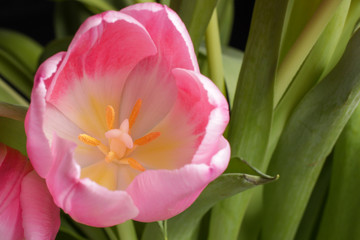 Fototapeta premium close-up on pink tulip petals