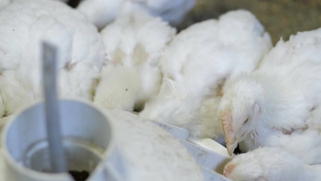 White broiler chicken at the poultry farm