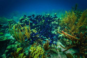 Fototapeta na wymiar Schooling Blue Tangs swim through a tropical reef