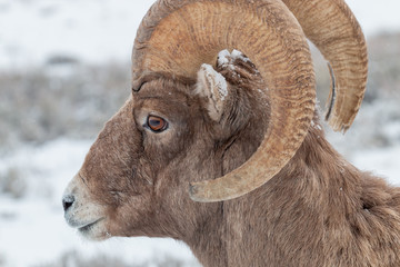 Bighorn Sheep Ram Portrait in Winter