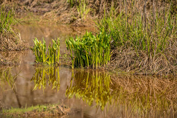 Broad leaf arrowhead plants in the wetlands