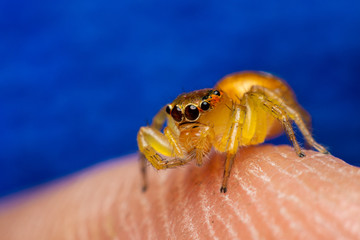 Close up the jumping spider and blue background. Jumping spiders have some of the best vision among arthropods and use it in courtship, hunting, and navigation.