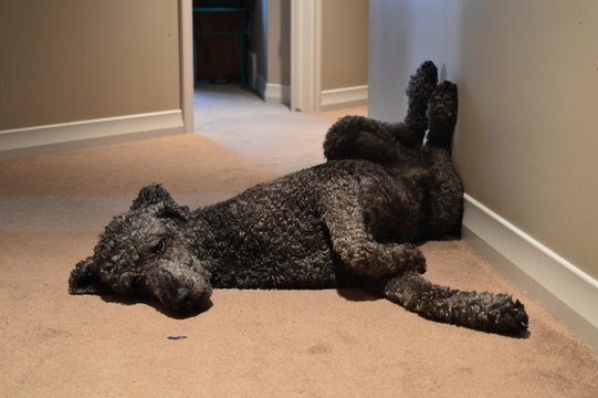 Funny black poodle pet dog laying on a white carpet.