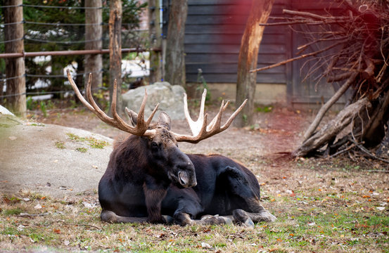Moose in the zoo