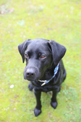 Junger schwarzer Labrador Hund sitzt auf einer Wiese