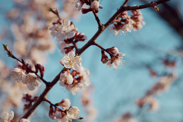 Spring flowering apricots: spring time concept