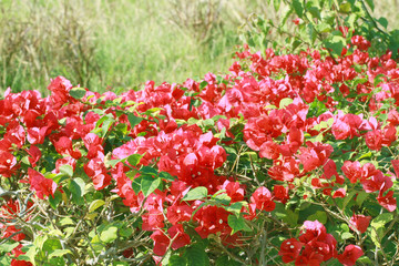 colorful bougainvillea flower in a garden