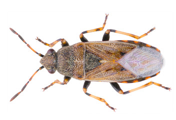 Heterogaster artemisiae is a species of seed bug belonging to the family Heterogastridae. Dorsal view of Heterogaster artemisiae isolated on white background.