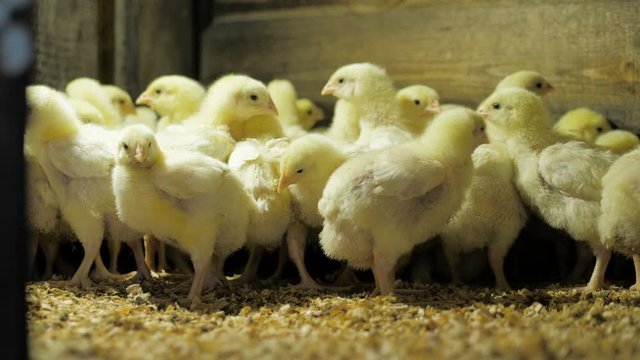 Broiler chicken chicks at the poultry farm