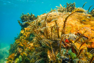 Underwater seascape with hard and soft corals seen snorkeling at Anse a l’Ane beach, Martinique island, Caribbean sea