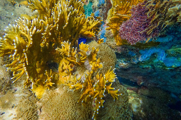 Hard and soft corals undewater of Anse a l’Ane beach, Martinique island, Caribbean sea, West...