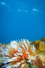 Feather duster worm or tube worm (Sabellidae) on rocks underwater of Anse a l’Ane beach, Martinique island, Caribbean sea