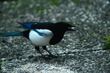 Elster