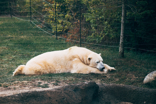 polar bear in the zoo
