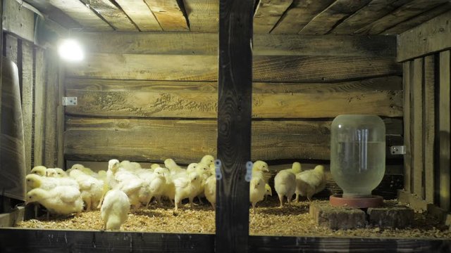 Broiler chicken chicks at the poultry farm