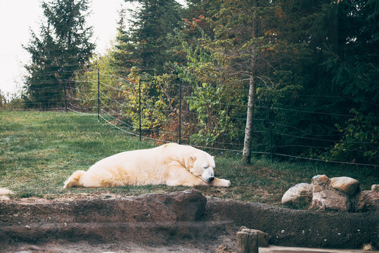 Polar bear in the zoo