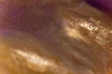 Fototapeta premium Irredecent Shell Macro
