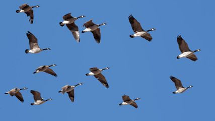 Canada Geese Flying in Clear Sky