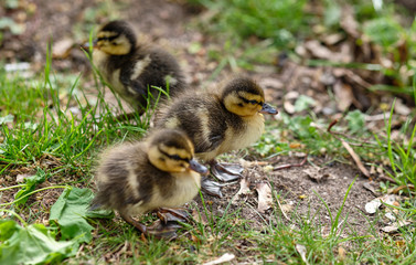 Naklejka na ściany i meble A cute group of three mallard chicks sitting and standing in the grass on the soil in Germany in April 2019