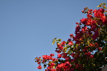 red flowers and blue sky