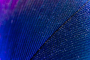 Plakat Blue Macro Feathers