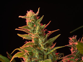 Naklejka na ściany i meble Marijuana.Beautiful cannabis flowers on a dark background