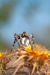 Close up Spider's nest,   Cobweb spider. They started making silk to protect their bodies and their eggs.