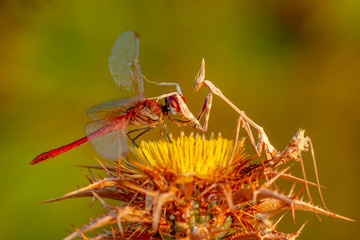 Macro shots, showing of eyes dragonfly and wings detail. Beautiful dragonfly in the nature habitat.