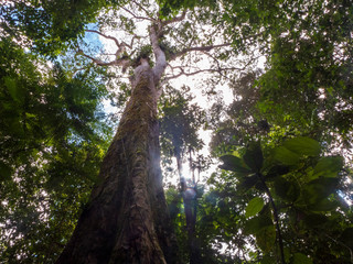 Fototapeta premium Wanderung durch den Regenwald von Costa Rica bei Boca Tapada.