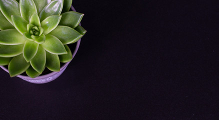 echeveria green succulent dark black background copy space