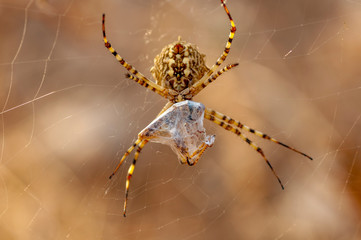 Beautiful spider feasting grasshopper on a spider web . Macro photo.