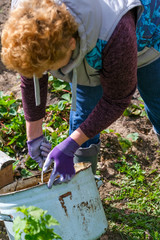 woman planting flowers in garden